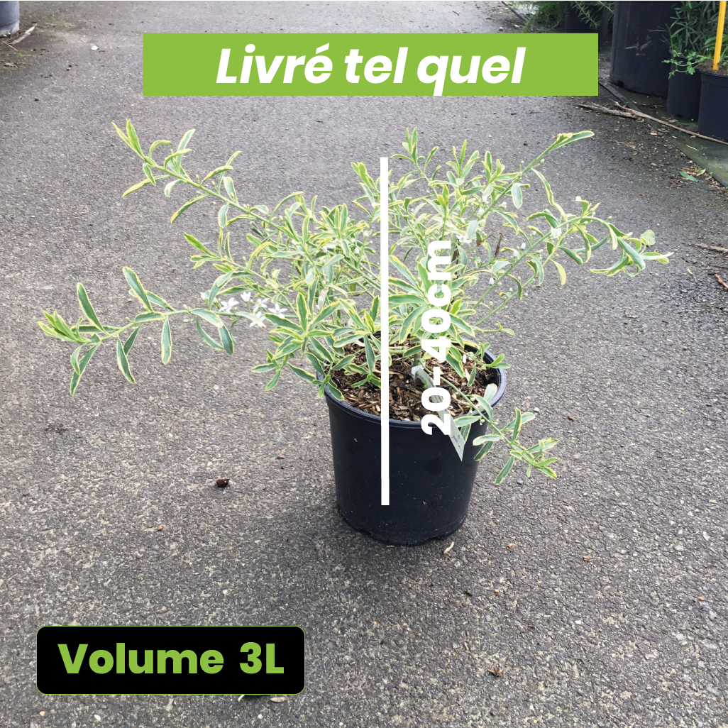 Eriostemon Myoporoides Gold Touch - Volume 3L / 20-40cm