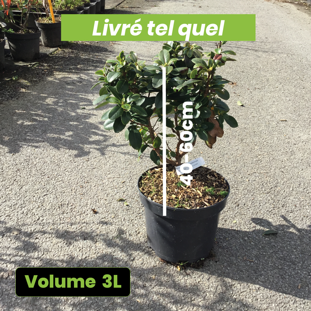 Escallonia Laevis Pink Elle - Volume 3L / 40-60cm