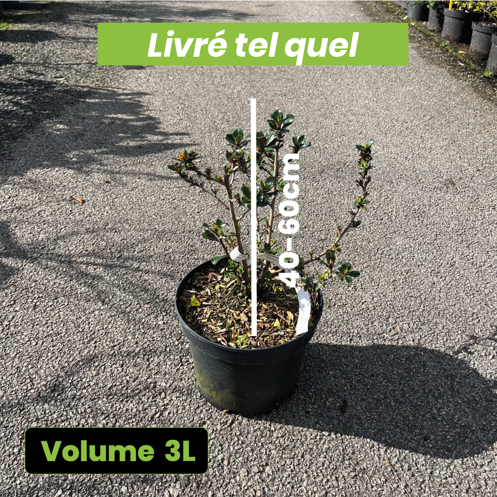 Escallonia Pride of Donard - Volume 3L / 40-60cm