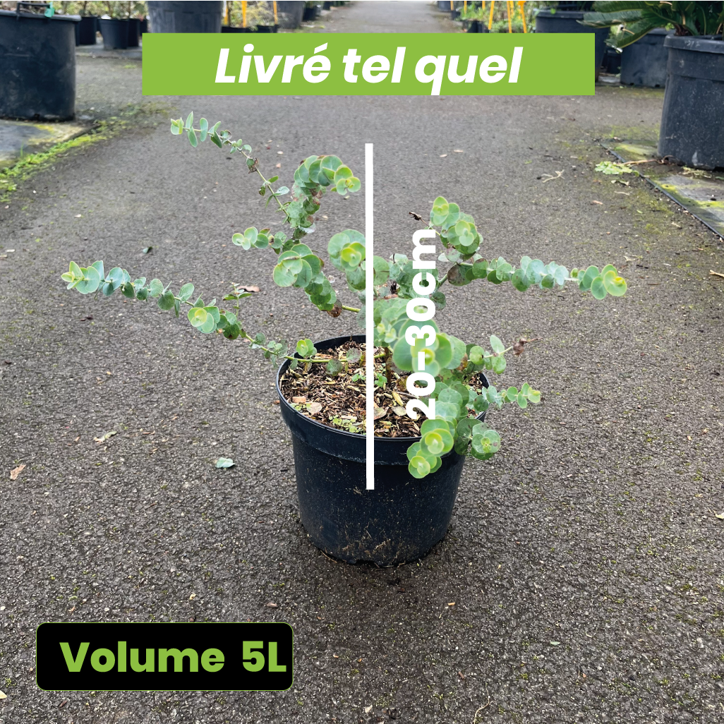 Eucalyptus Baby Blue - Gommier argenté - Volume 5L / 20-30cm