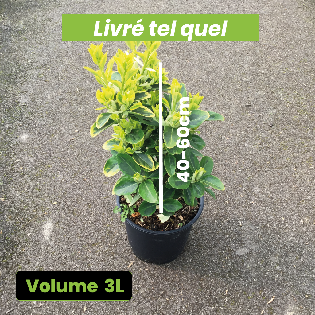 Euonymus Japonicus Aureomarginatus - Fusain du Japon - Volume 3L / 30-40cm