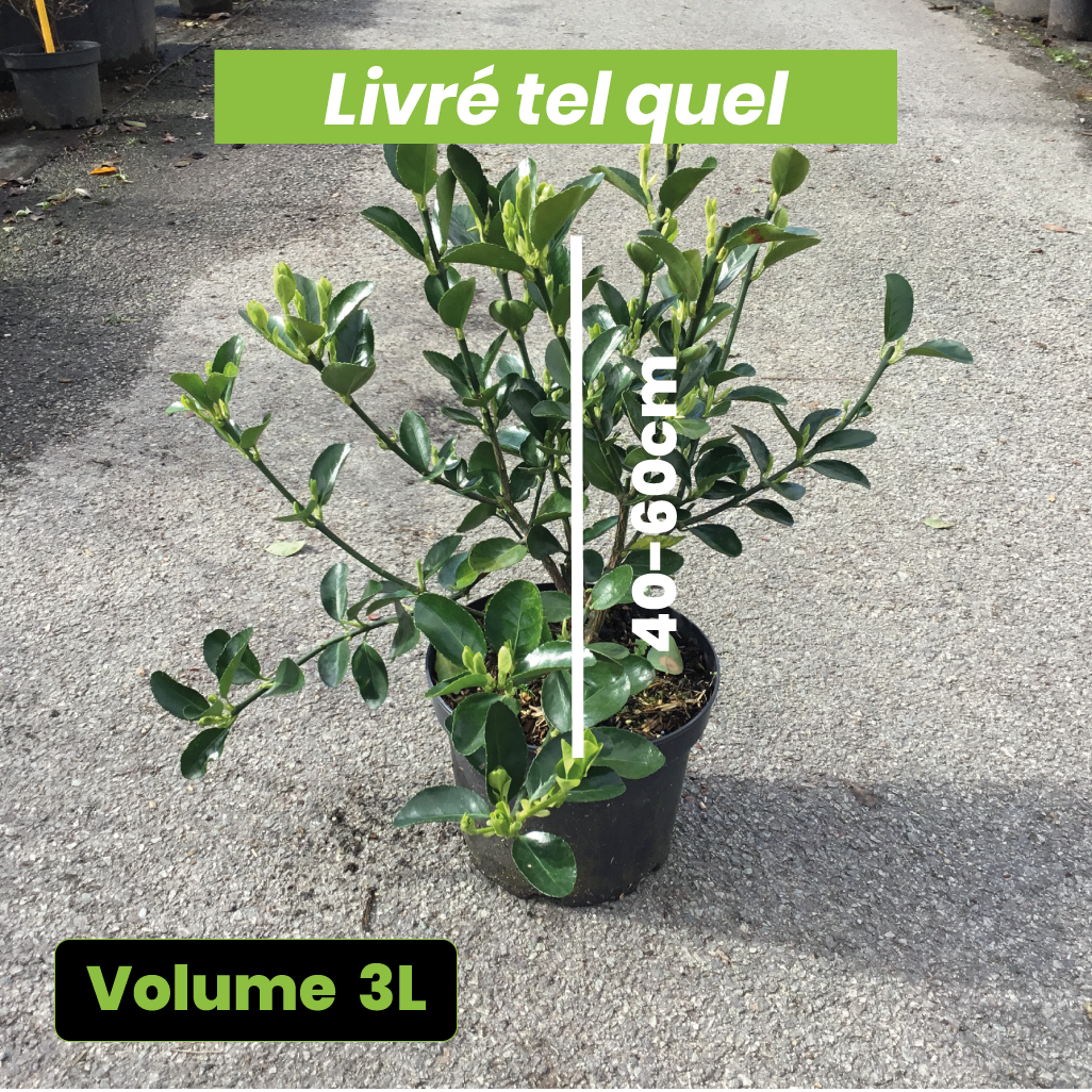 Euonymus Japonicus - Fusain du Japon - Volume 3L / 30-40cm