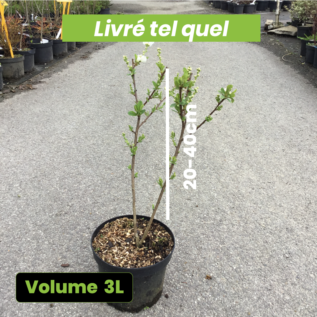 Exochorda Racemosa Niagara - Volume 3L / 20-40cm