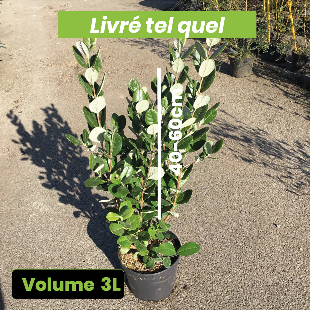 Feijoa Sellowiana (acca) - Goyavier du Brésil - Volume 3L / 40-60cm