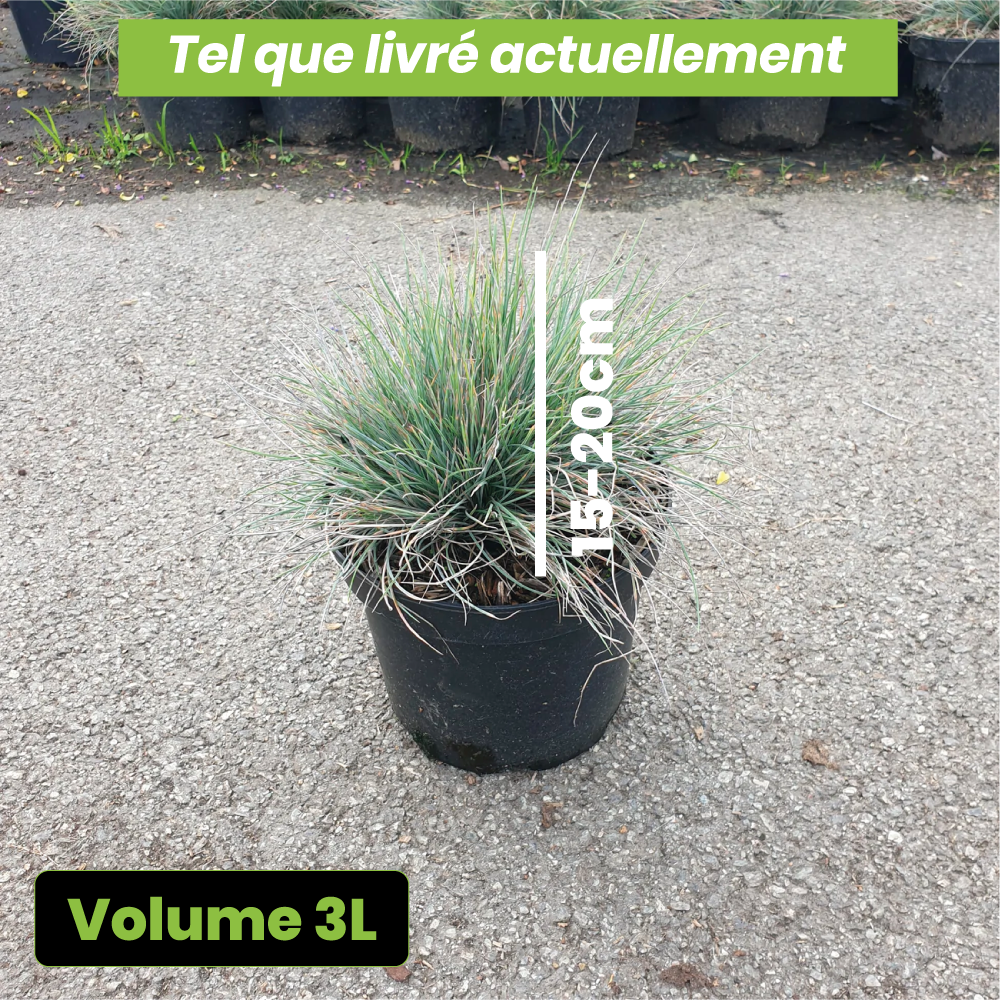 Festuca glauca elijah blue - Volume 3L / 15-20cm