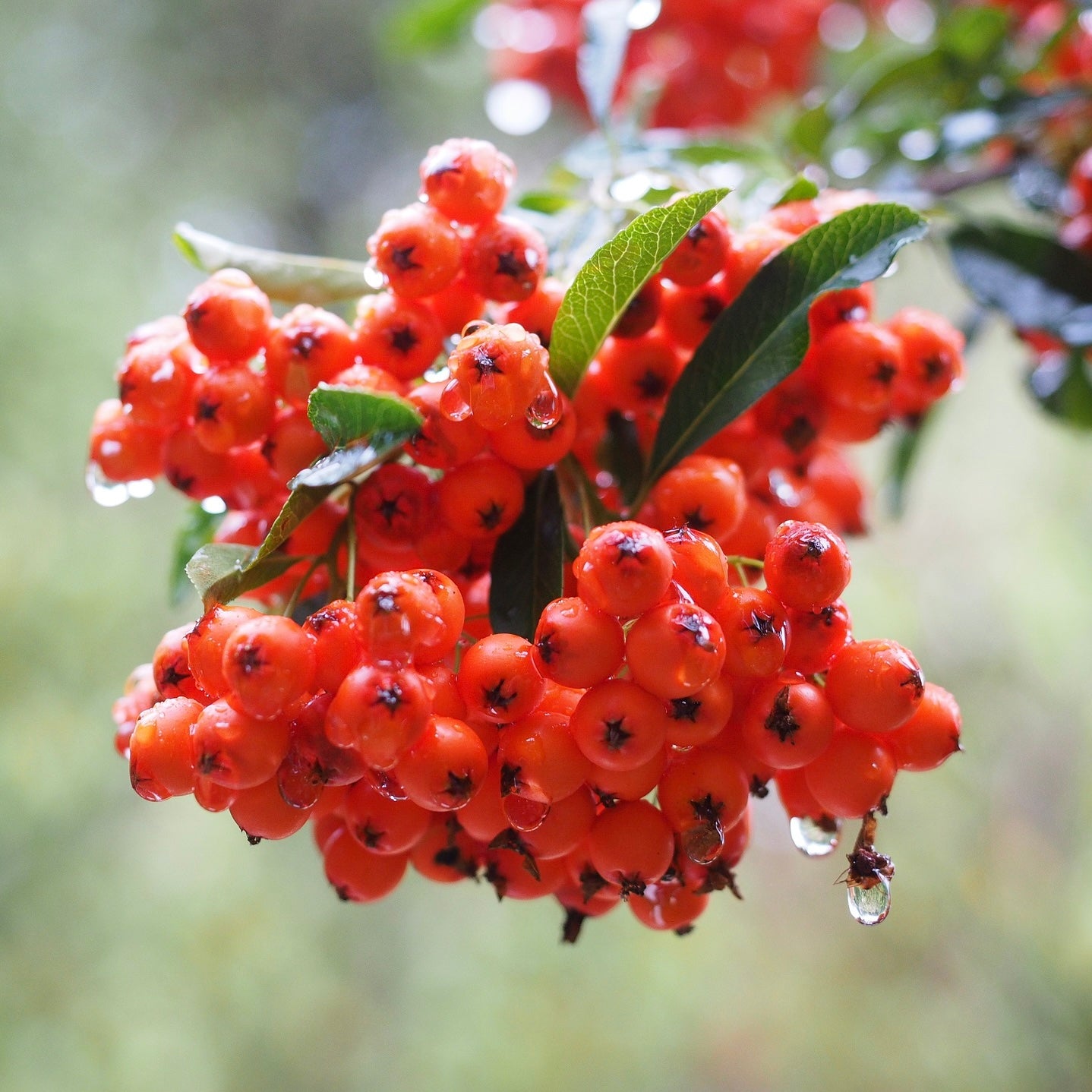 Pyracantha red column - Volume 3L / 40-60cm