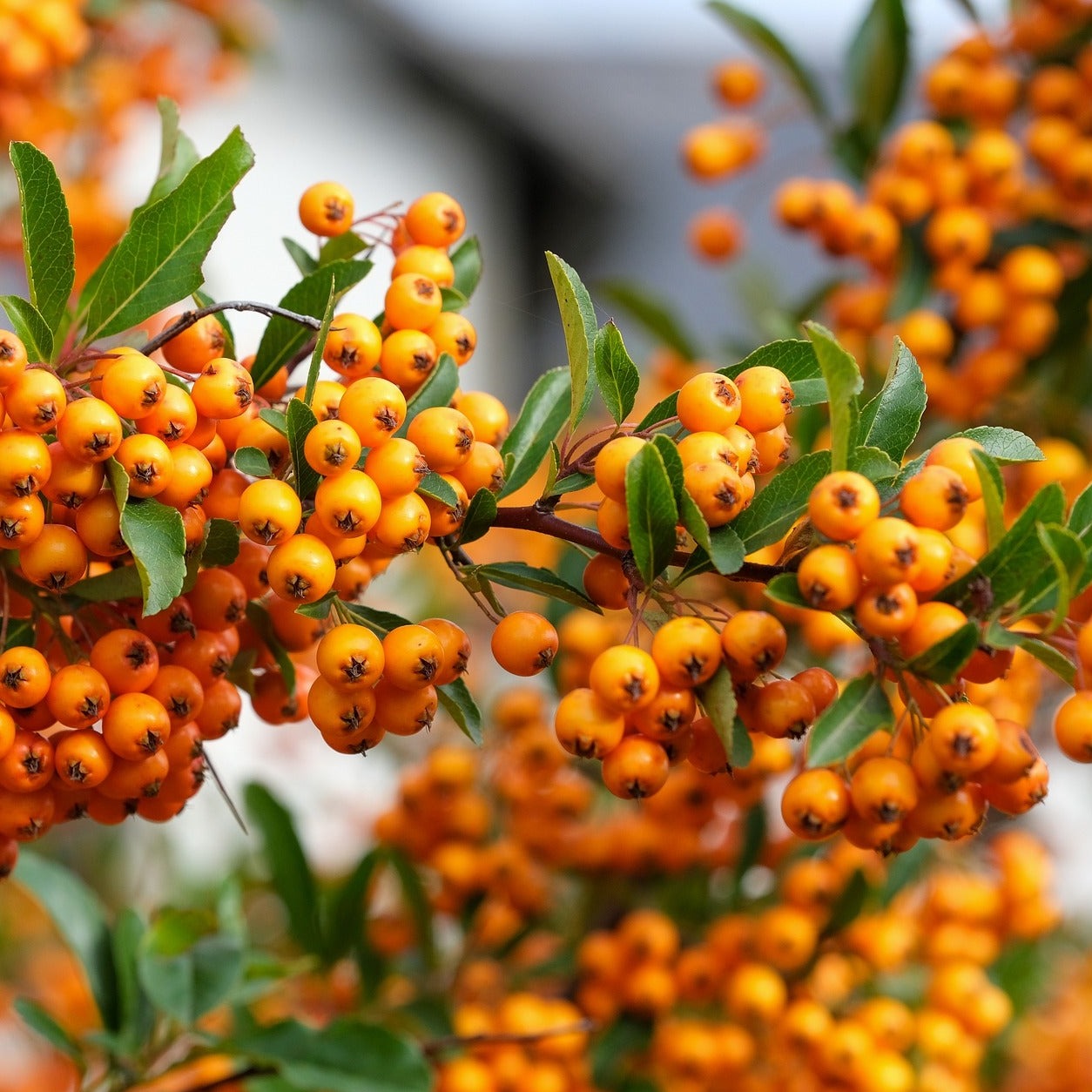 Pyracantha Golden Glow - Volume 3L / 40-60cm