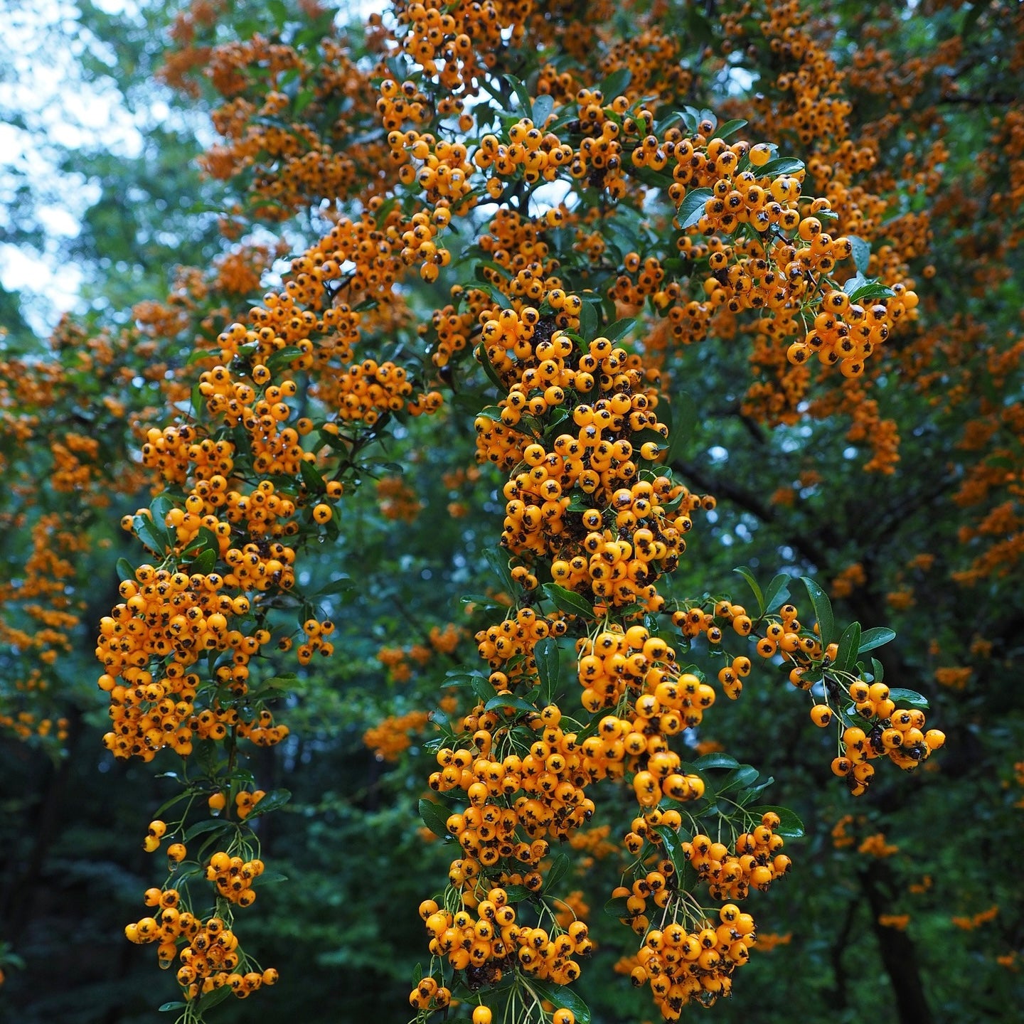 Pyracantha orange glow - Volume 3L / 50-70cm