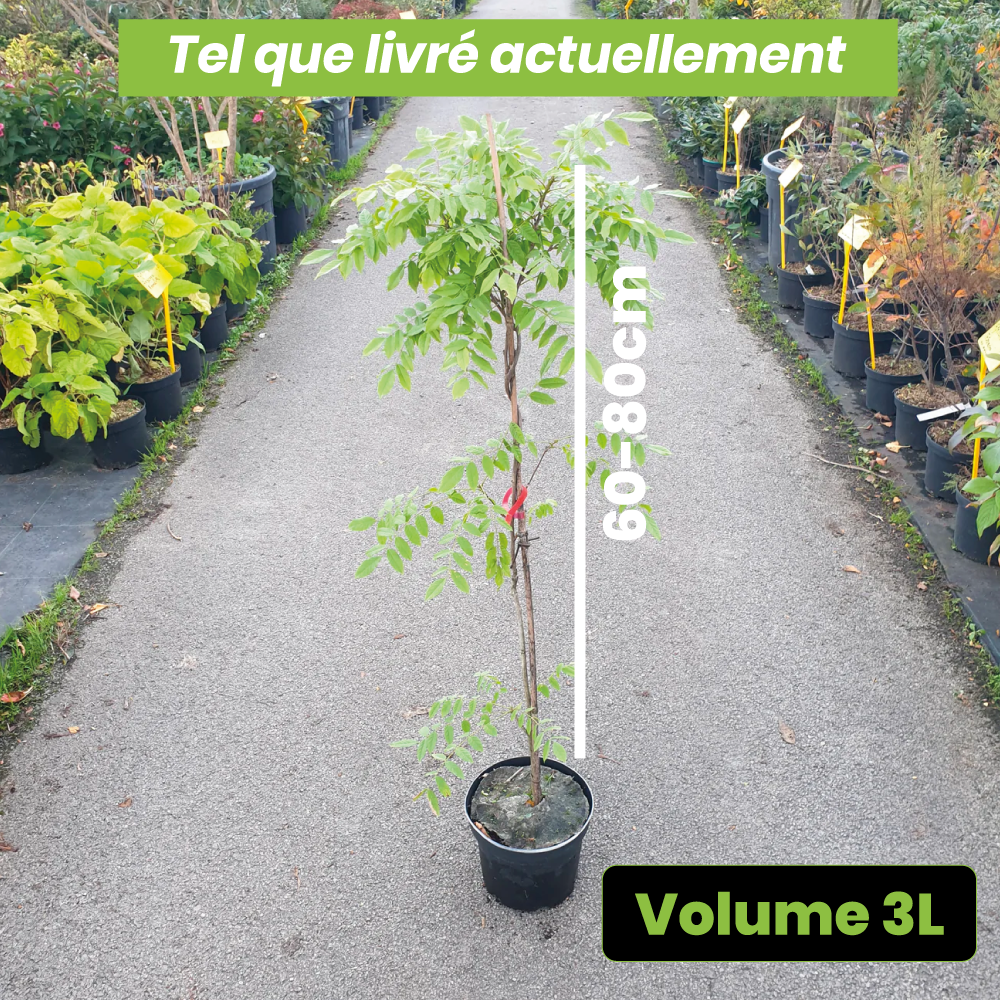Wisteria Floribunda Alba - Glycine du Japon - Volume 3L / 60-80cm