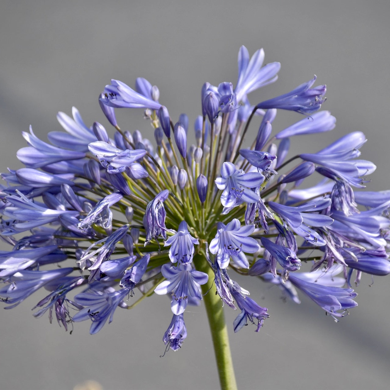 Agapanthus graphite blue - Volume 3L / 15-20cm