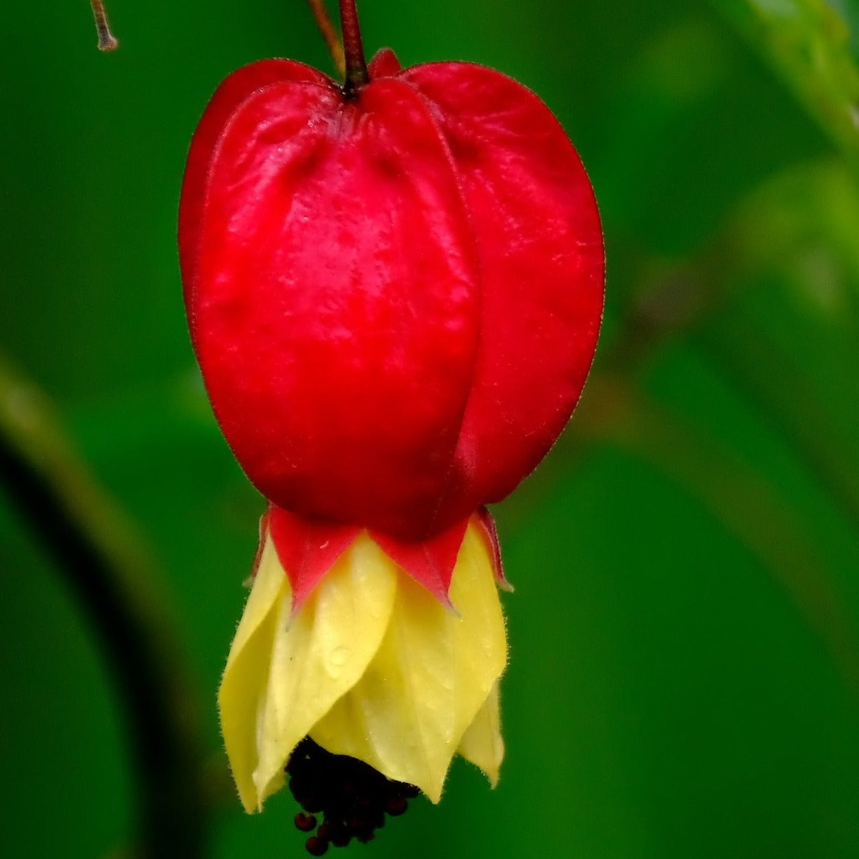 Abutilon Megapotamicum - Abutilon du grand fleuve