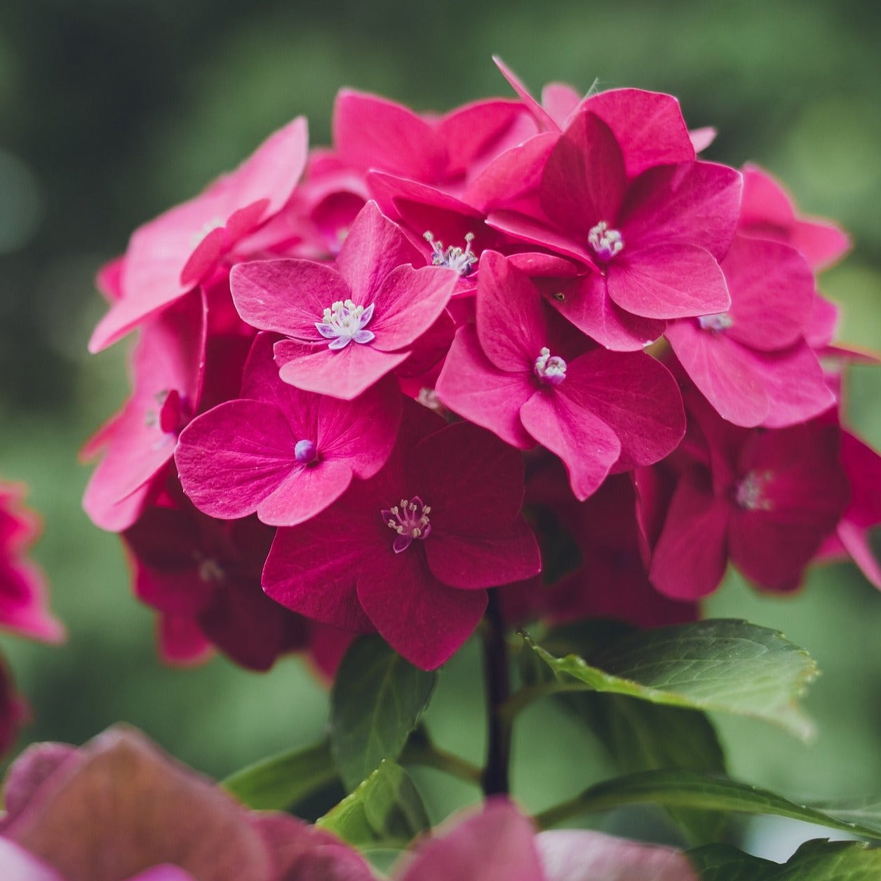 Hydrangea macrophylla "Sanguinea" - Merveille Sanguine