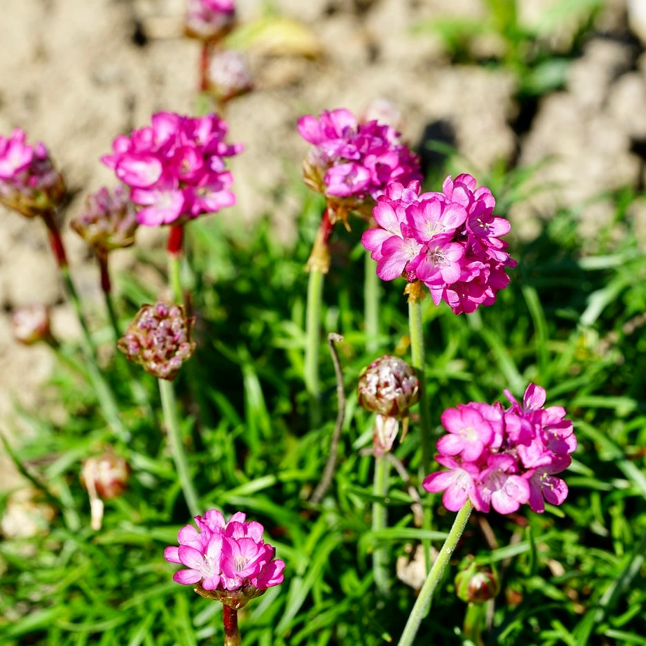 Armeria maritima rose - Volume 3L / 15-20cm