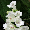 Penstemon white bedder - Volume 3L / 30-50cm