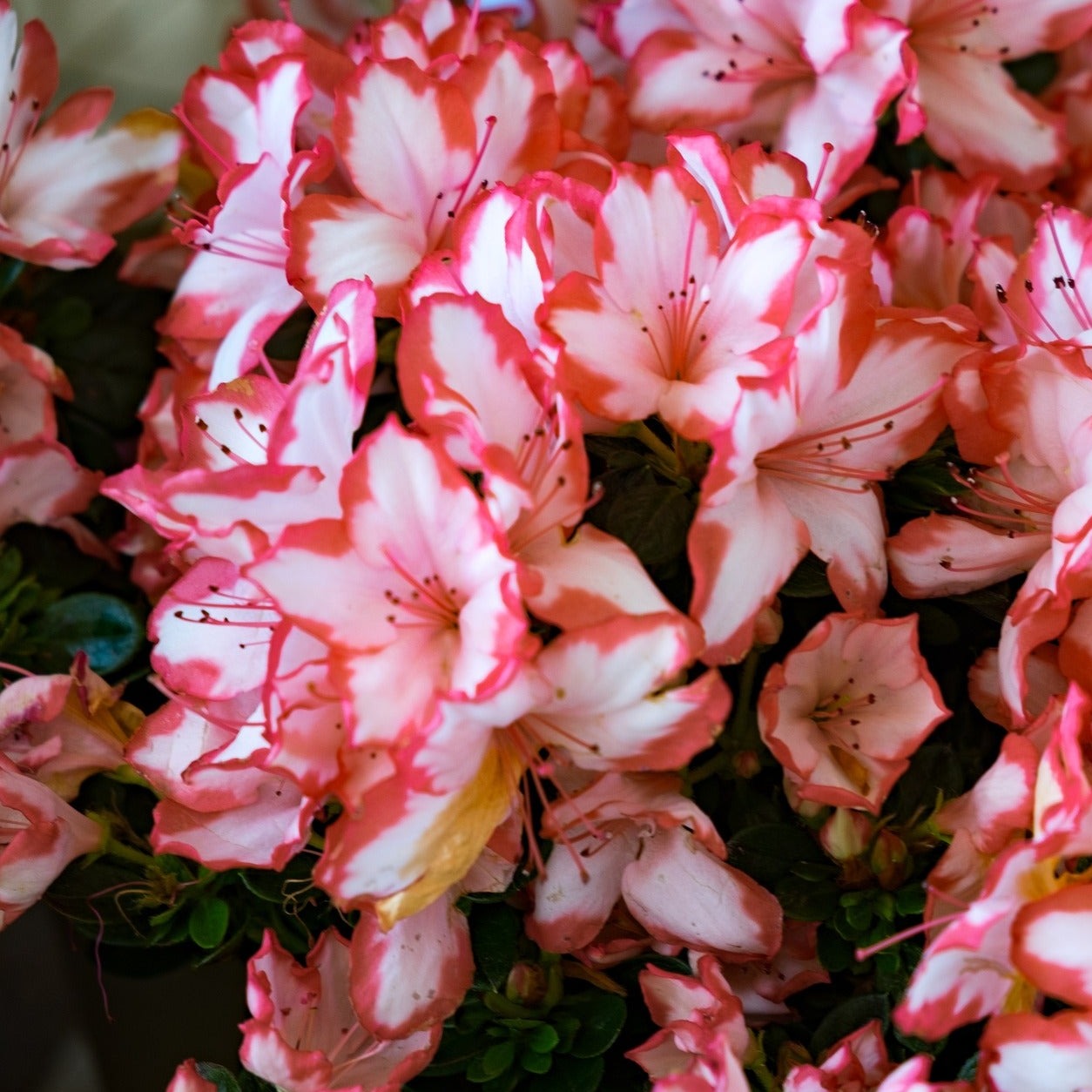 Azalea Japonica Sachsenstern - Volume 3L / 30-40cm