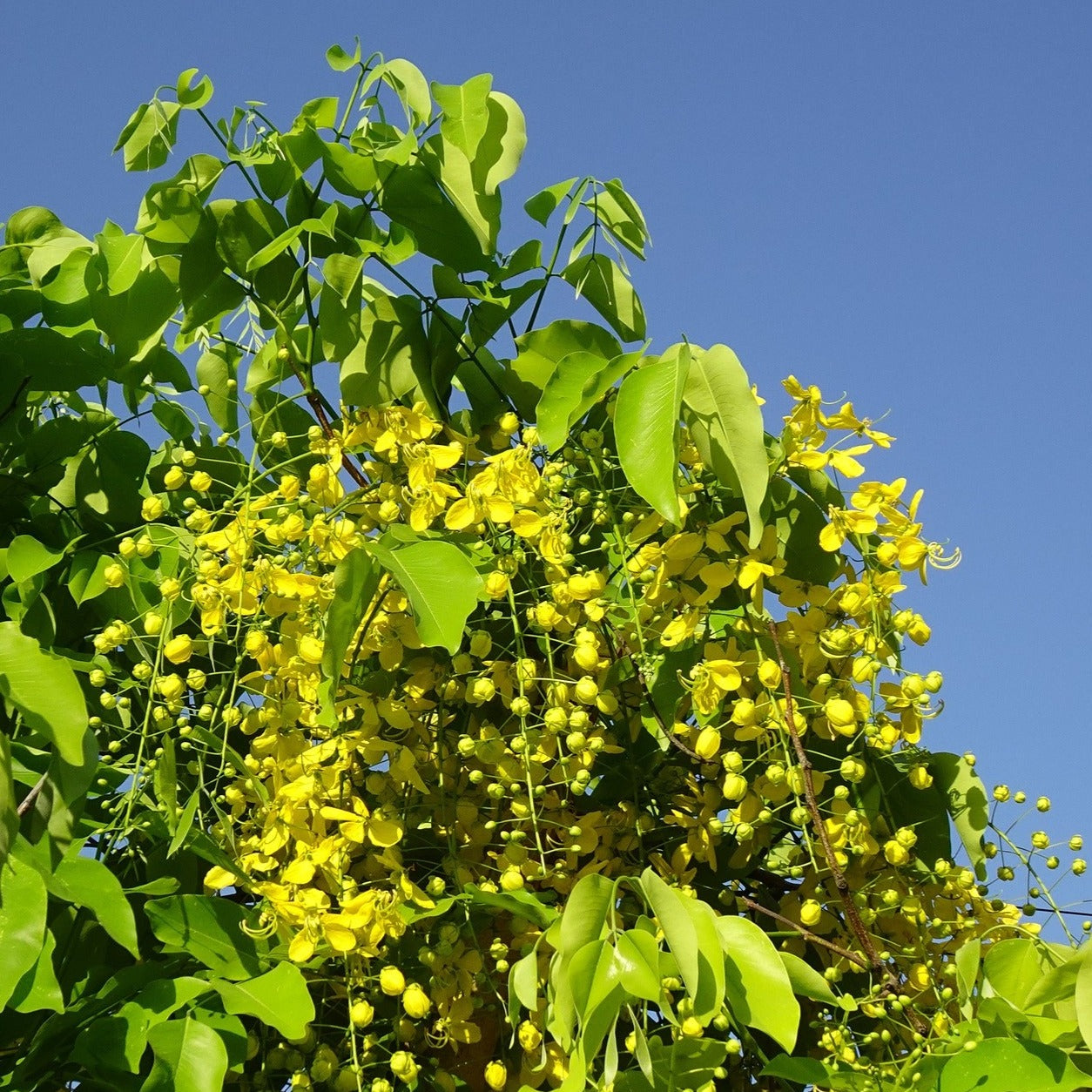 Cassia x Floribunda - Sené - Volume 3L / 60-80cm