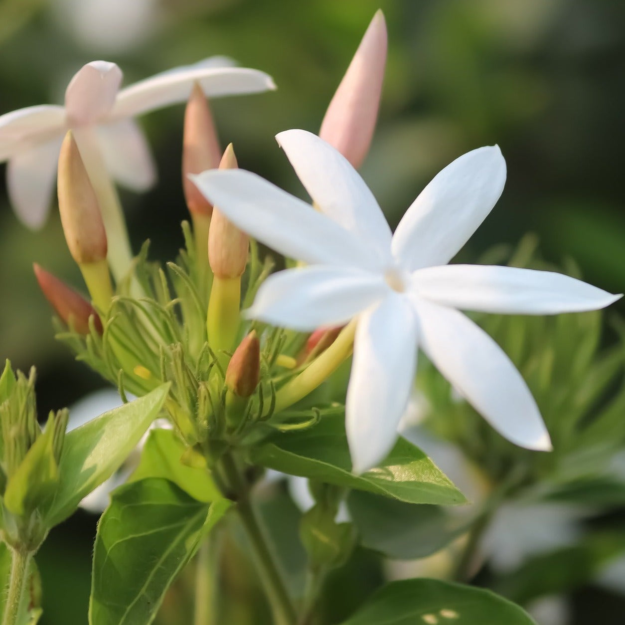 Trachelospermum jasminoides