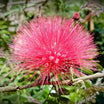 Calliandra Surinamensis Dixie Pink - Arbre aux houpettes - Volume 4L / 40-60cm