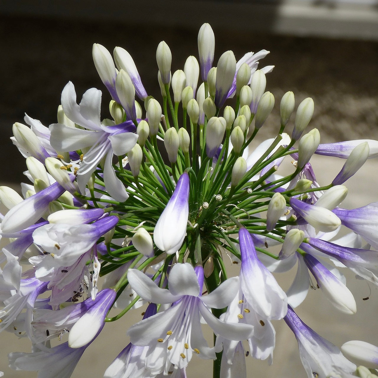 Agapanthus x twister - Volume 3L / 15-20cm