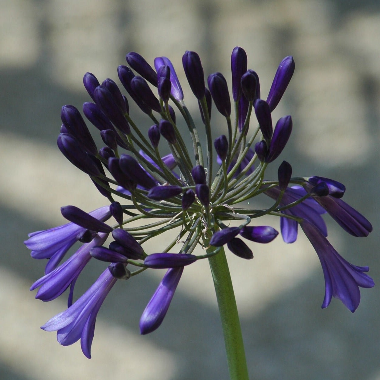 Agapanthus black pantha - Volume 3L / 15-20cm