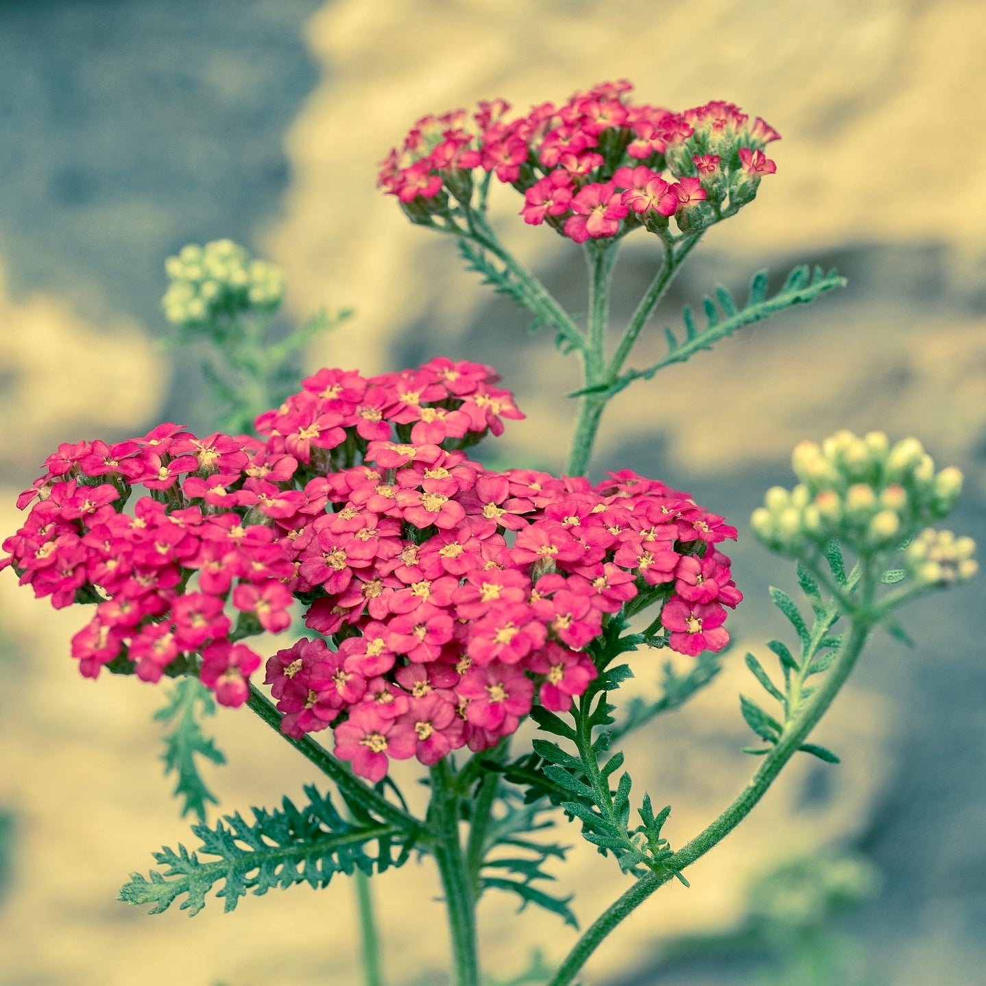 Achillea millefolium paprika - Volume 3L / 20-40cm