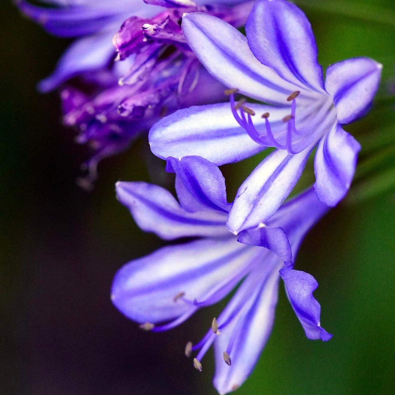 Agapanthus umbellatus bleue - Volume 3L / 15-20cm