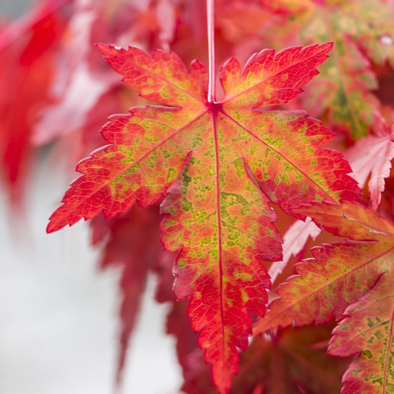 Acer palmatum Asahi Zuru
