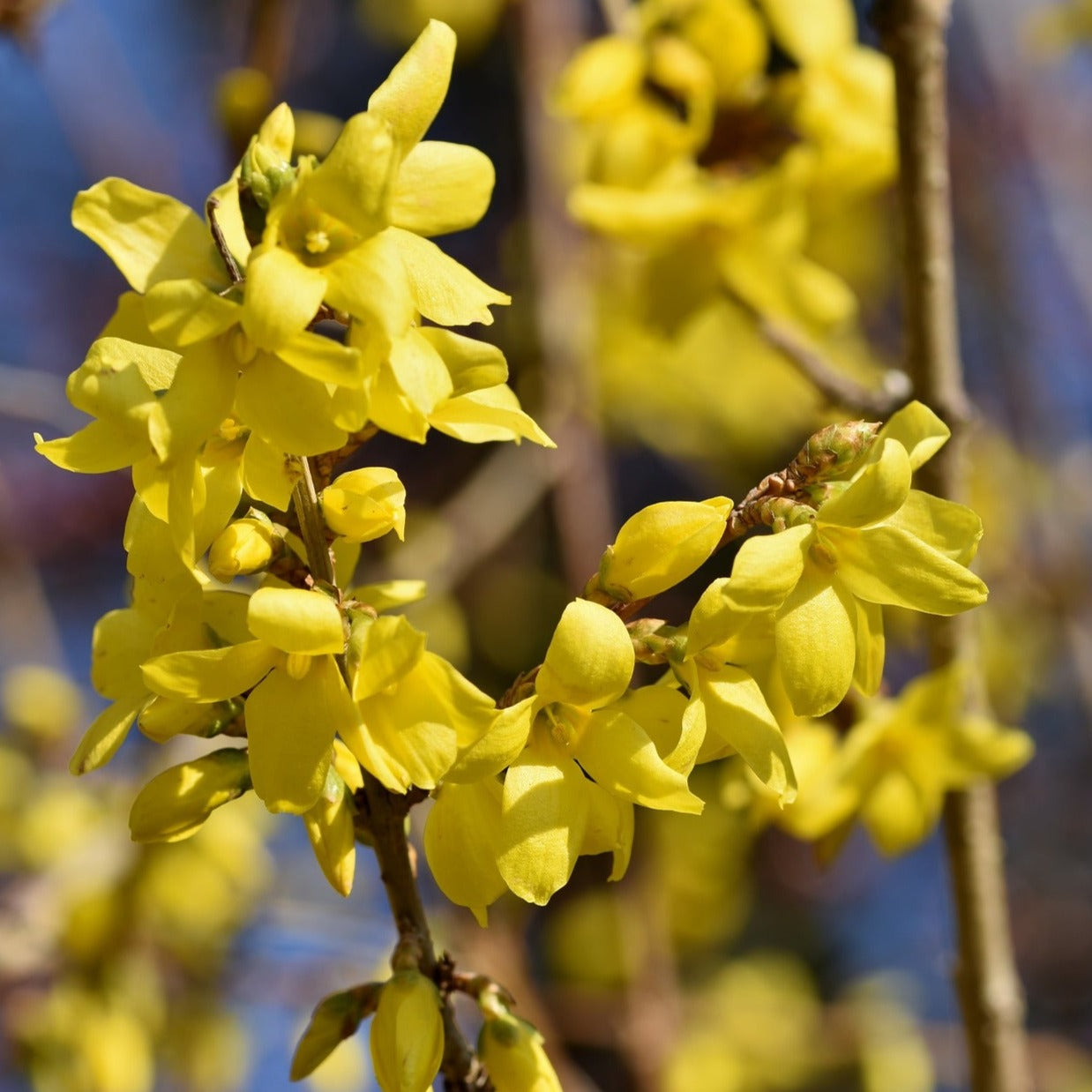 Forsythia x Intermedia "Lynwood" - Mimosa de Paris - Volume 3L / 40-60cm