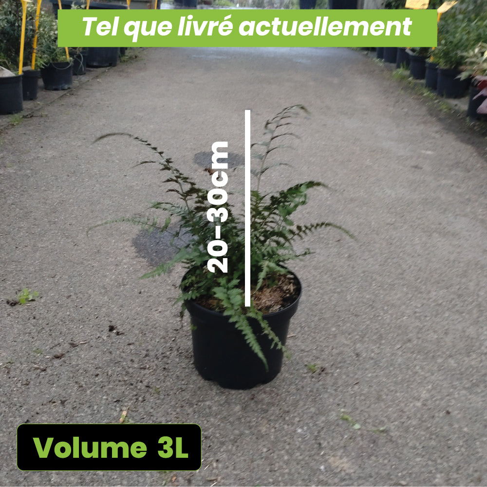 Fougere Athyrium Femina Niponicum Metalicum - Volume 3L / 20-30cm