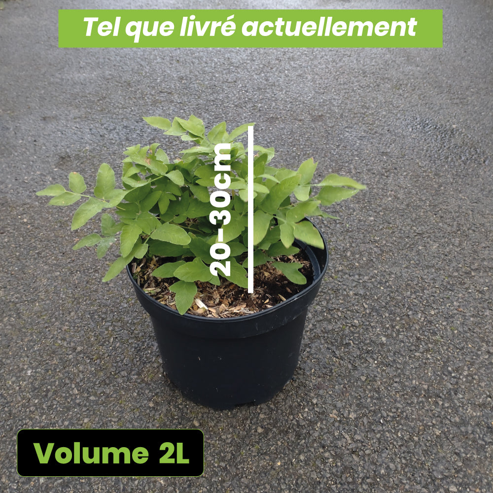 Fougère Osmunda Regalis