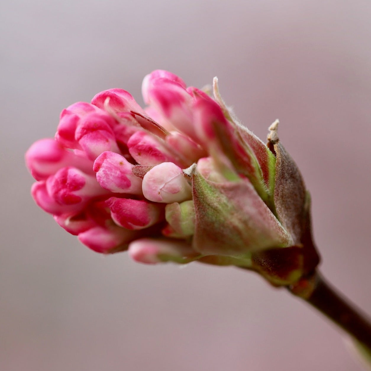 Viburnum Le Bois Marquis - Volume 4L / 30-50cm