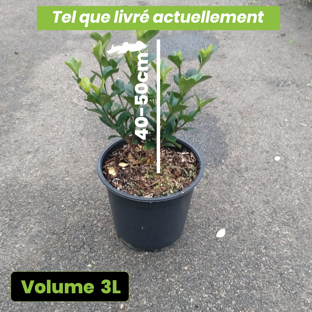Gardenia Jasminoides Kleim's Hardy - Volume 3L / 30-40cm