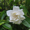 Gardenia Jasminoides Double Mint - Volume 3L / 30-40cm