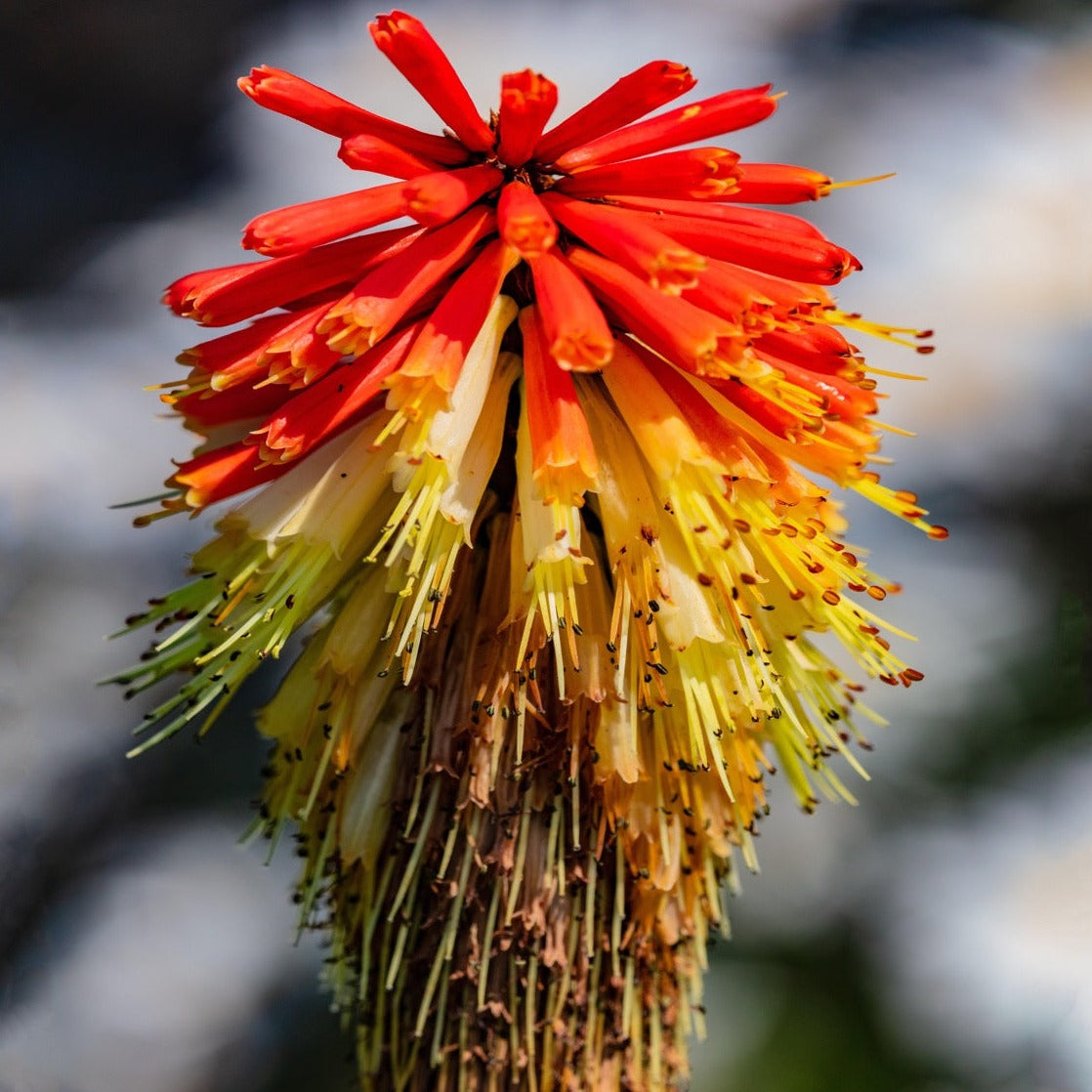 Kniphofia Nancy's Red - Tritoma - Volume 3L / 30-40cm
