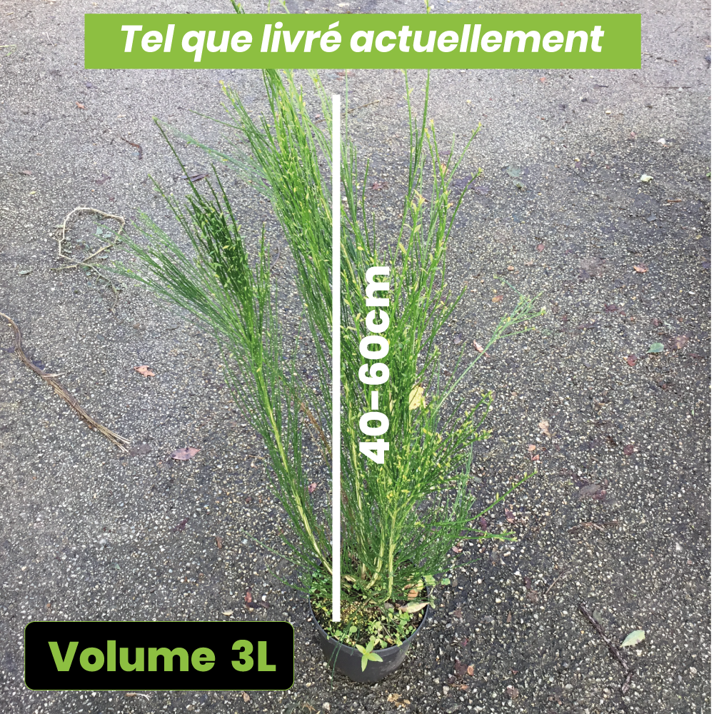 Cytisus Scoparius Burkwoodii - Genêt à balais - Volume 3L / 40-60cm
