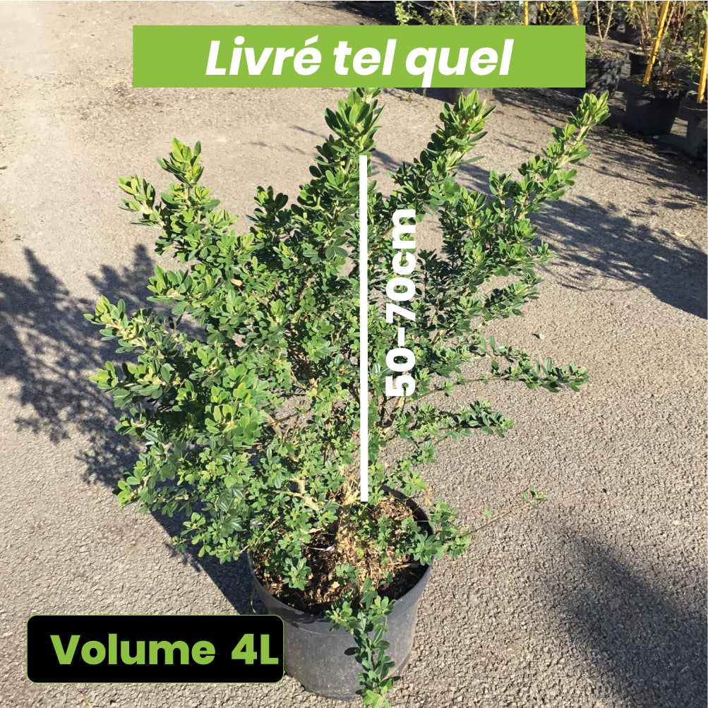 Genista x 'Porlock' - Genêt - Volume 4L / 50-70cm
