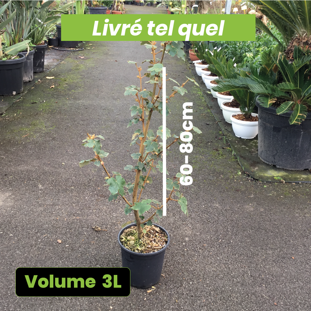 Fremontodendron Californica Glory - Fremontia de Californie - Volume 3L / 60-80cm