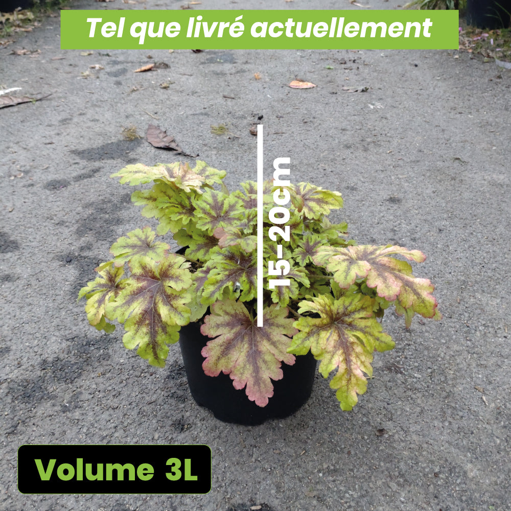 Heucherella Golden Zebra - Volume 3L / 15-20cm