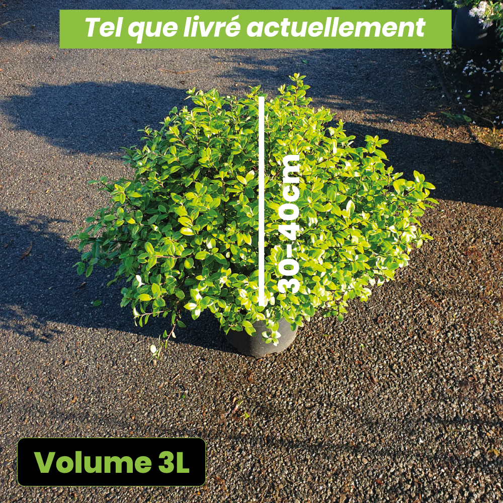 Pittosporum tenuifolium "golf ball" - Volume 3L / 30-40cm