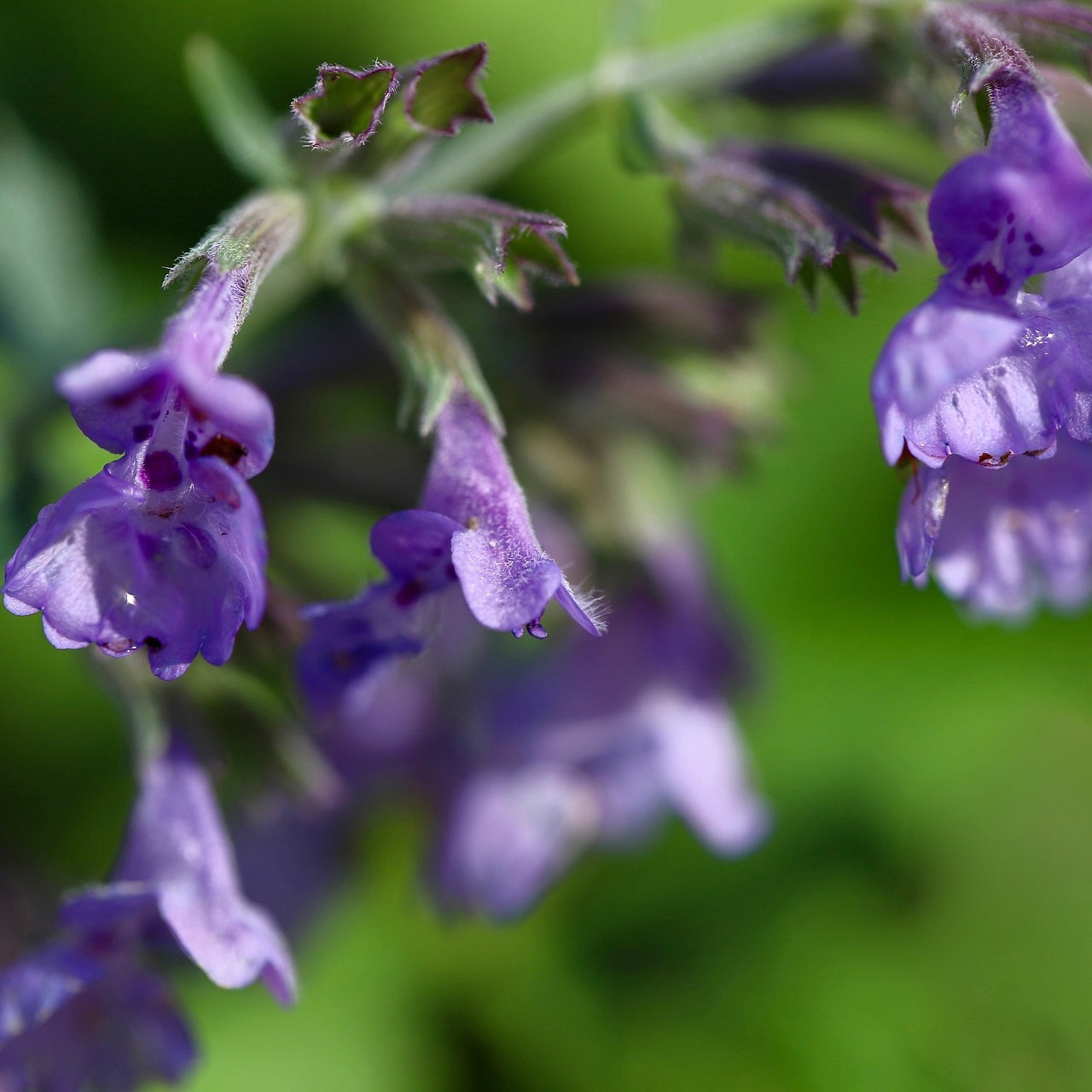 Nepeta faassenii walker's low - Volume 3L / 20-40cm