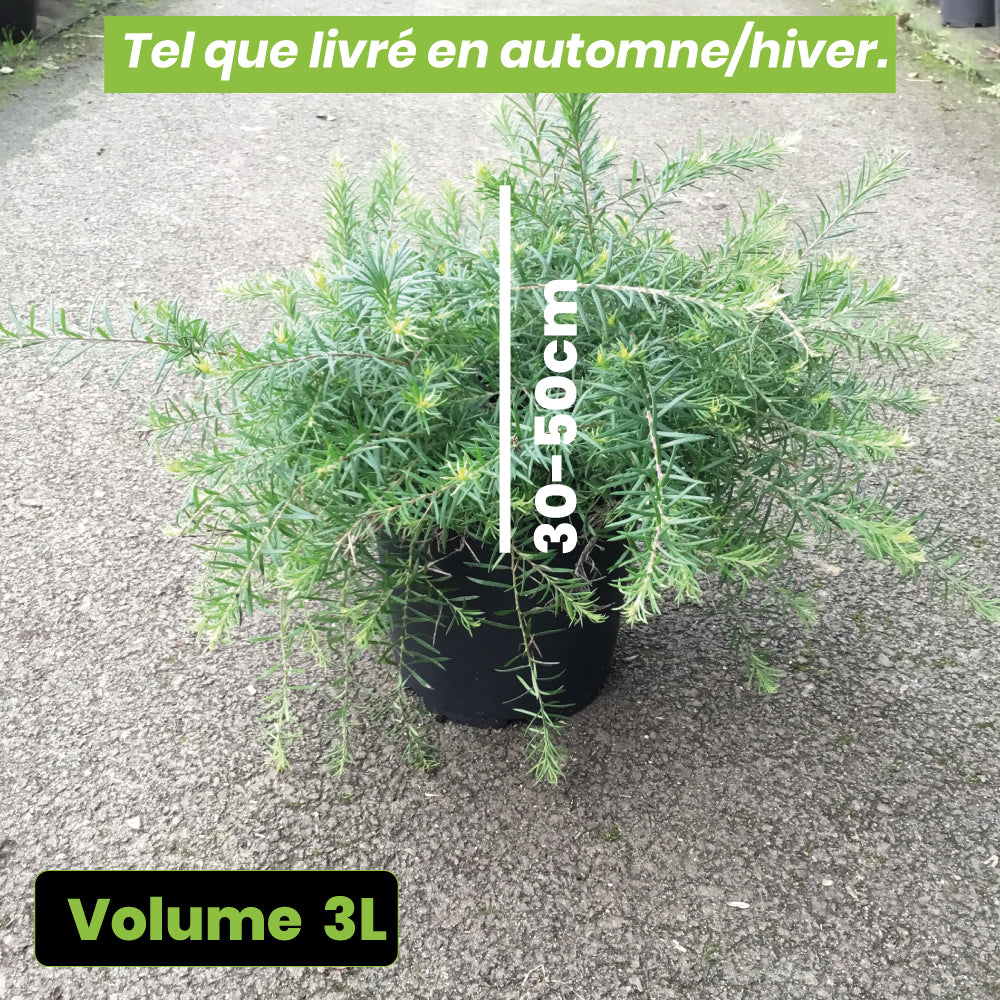 Grevillea x Rosa Jenkinsii - Volume 3L / 30-50cm