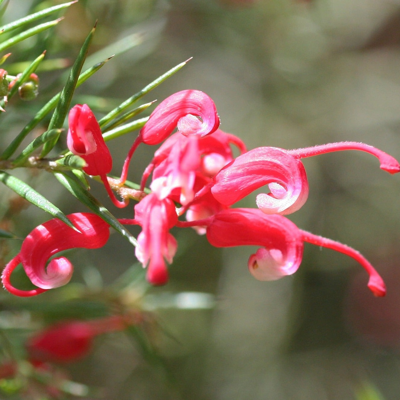 Grevillea x Rosa Jenkinsii
