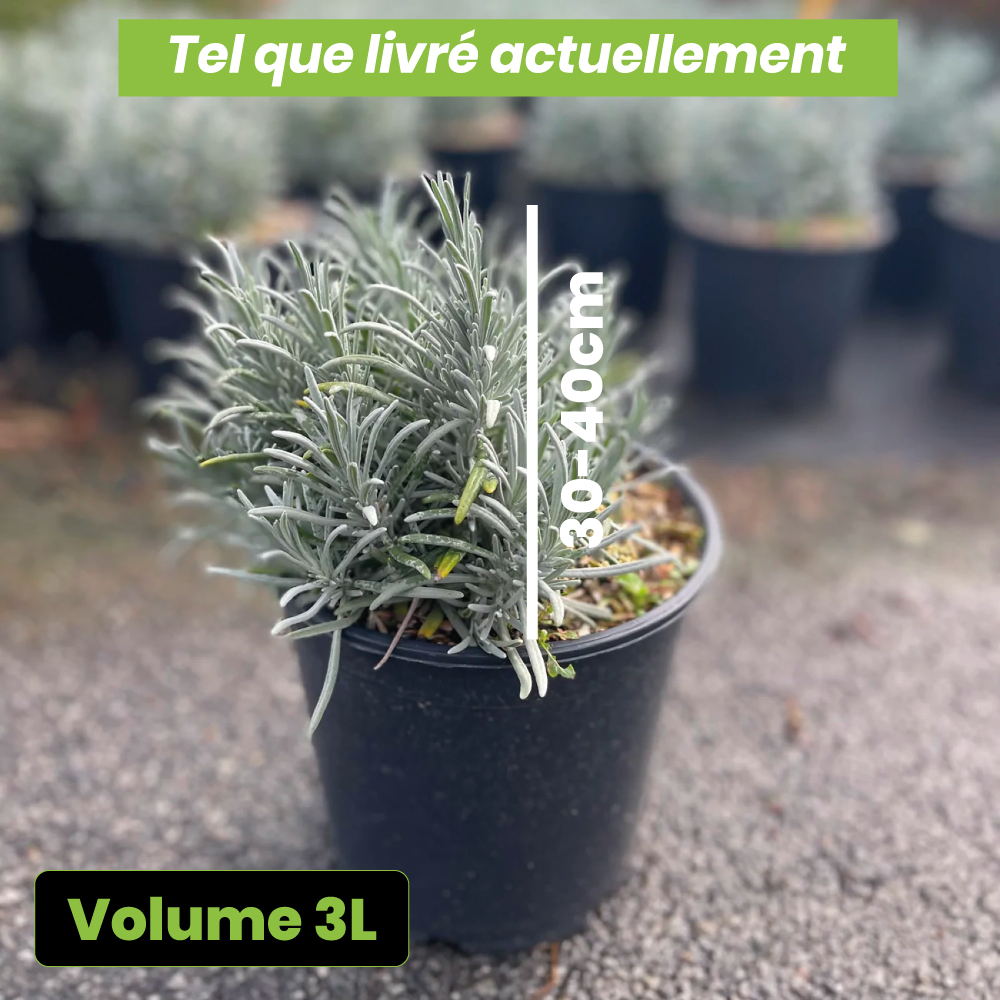 Lavandula grosso - Volume 3L / 30-40cm