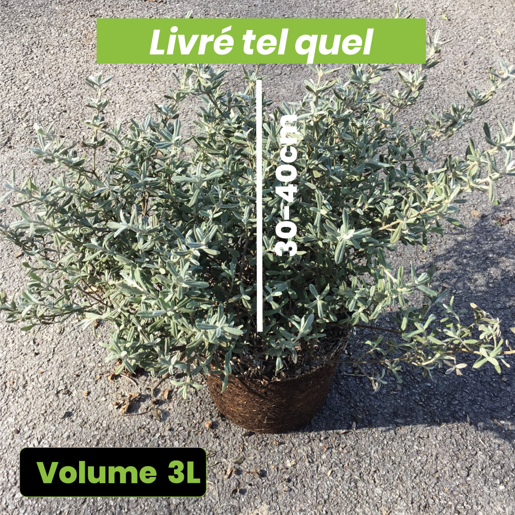 Halimium Lasianthum Formosum