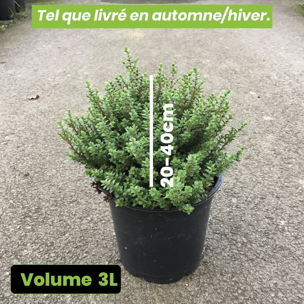 Hebe Baby Marie - Volume 3L / 20-40cm