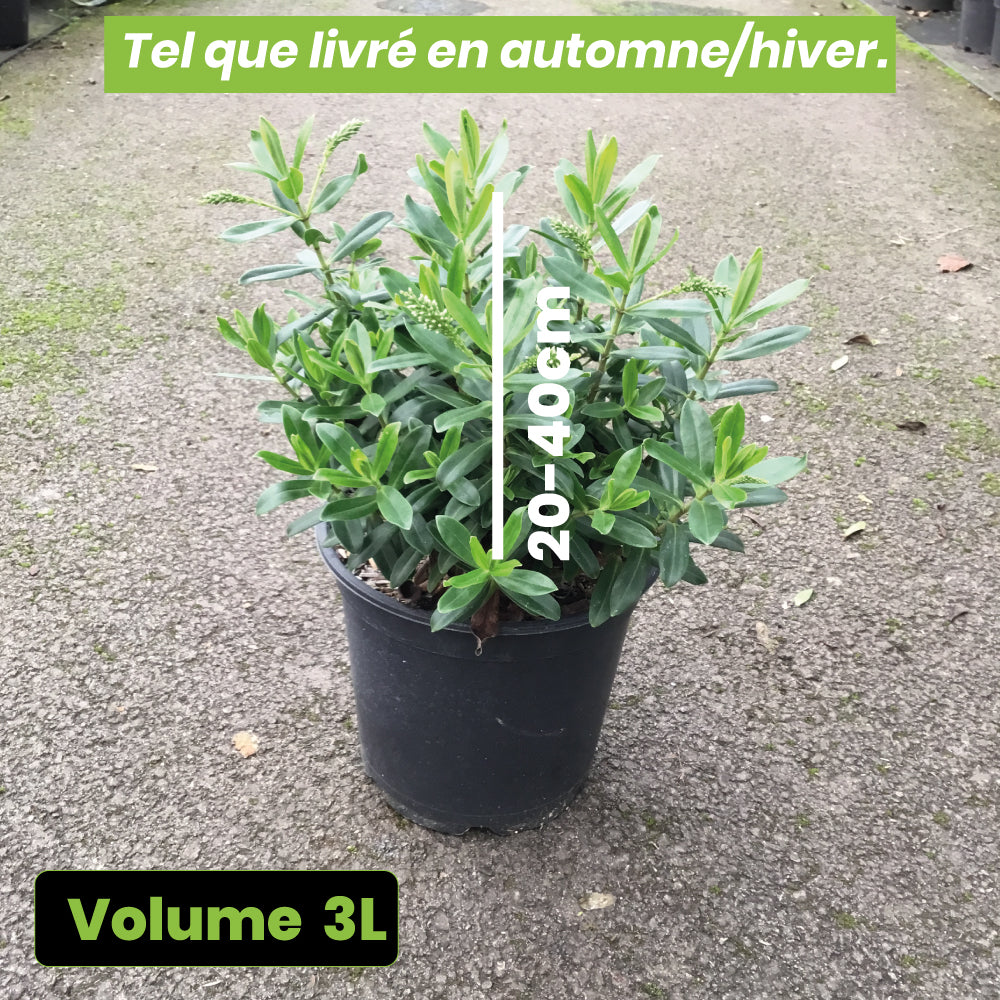 Hebe Wiri Image - Volume 3L / 20-40cm