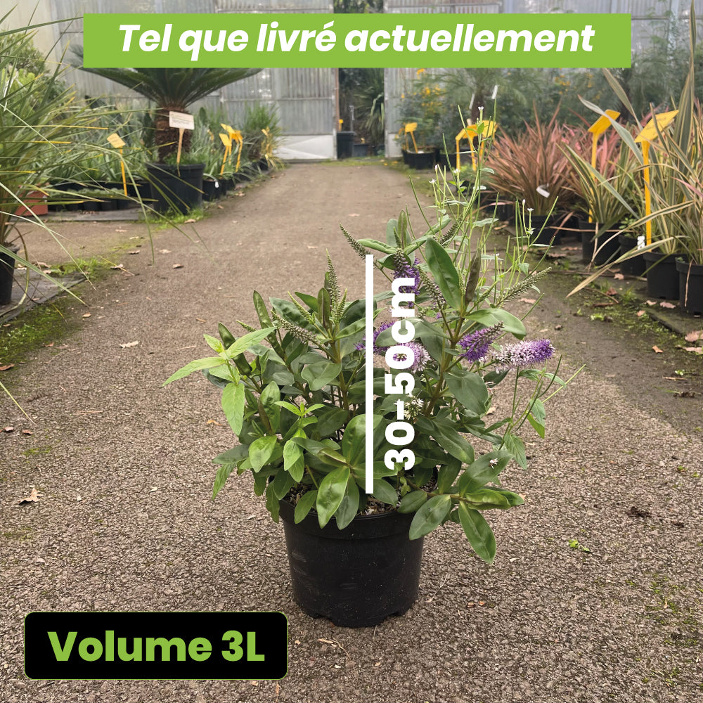 Hebe Ouessant - Volume 3L / 30-50cm