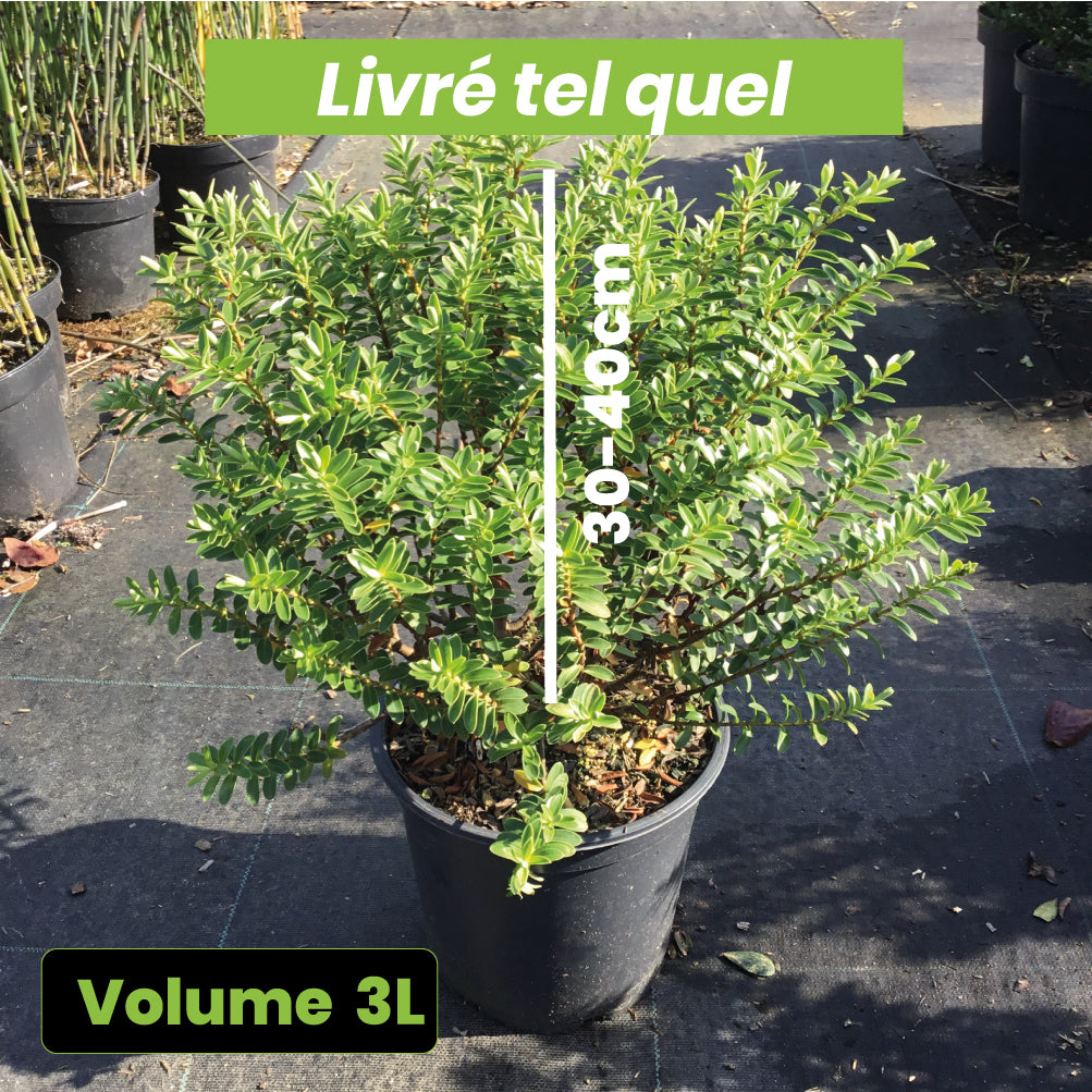 Hebe Traversii - Véronique arbustive - Volume 3L / 30-40cm
