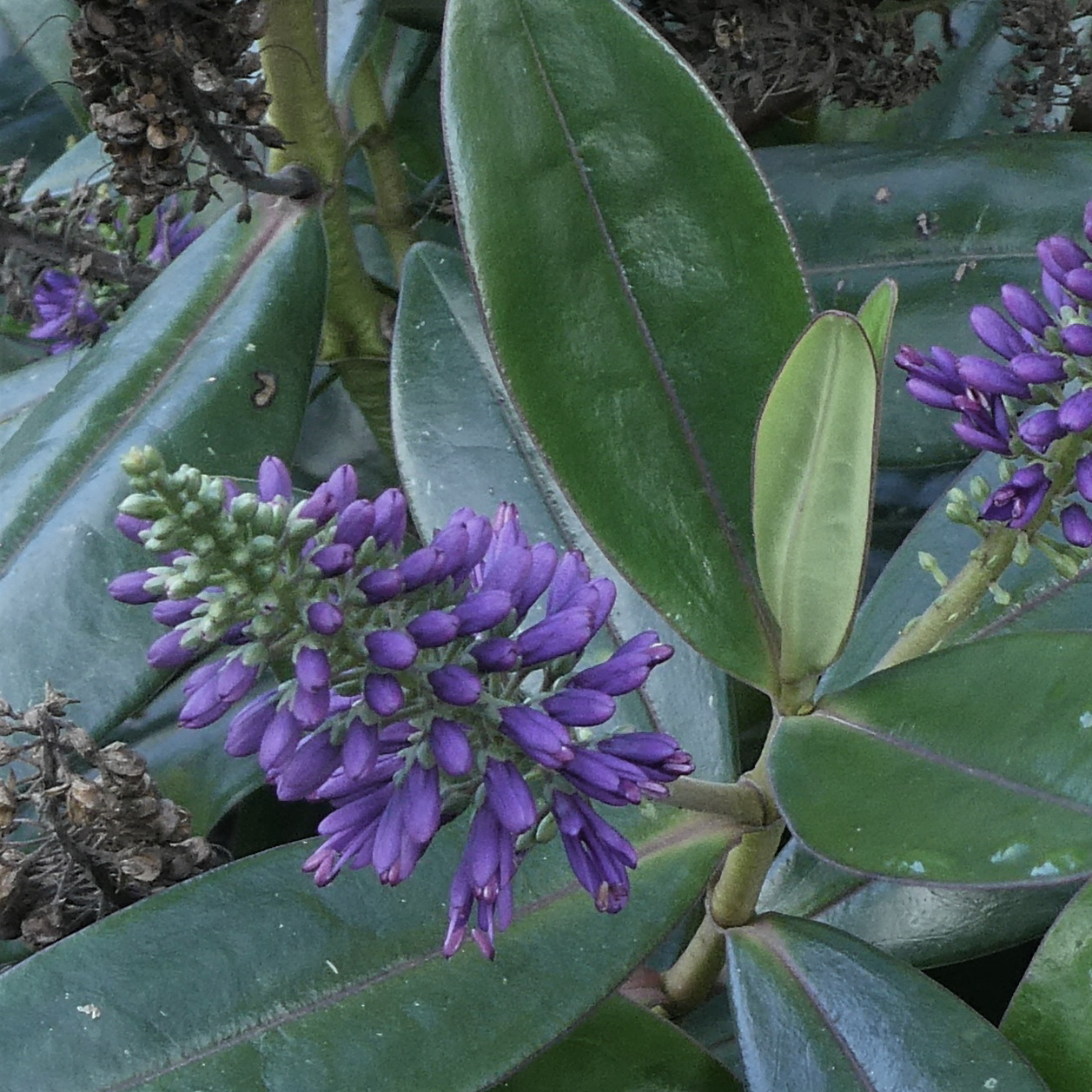 Hebe Wiri Image - Volume 3L / 20-40cm