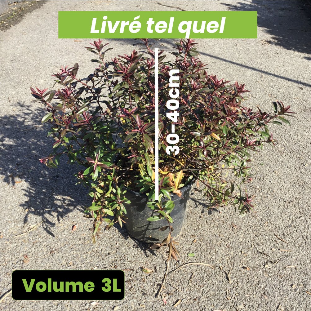 Hebe Miss Winder - Volume 3L / 30-40cm